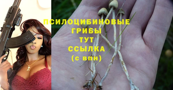гашик Алексин